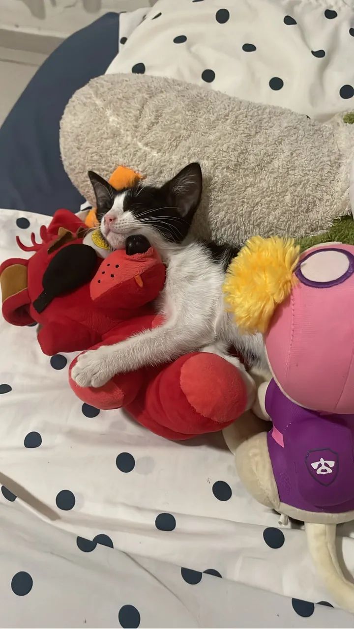 Gata frajola para a adoção  - Foto 2