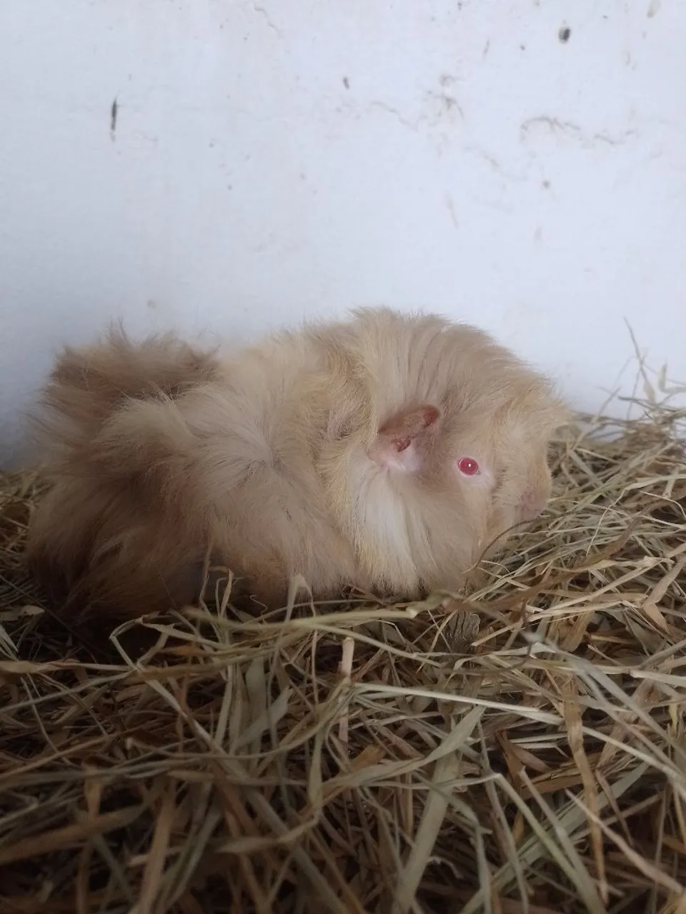 Porquinho da índia peruano macho