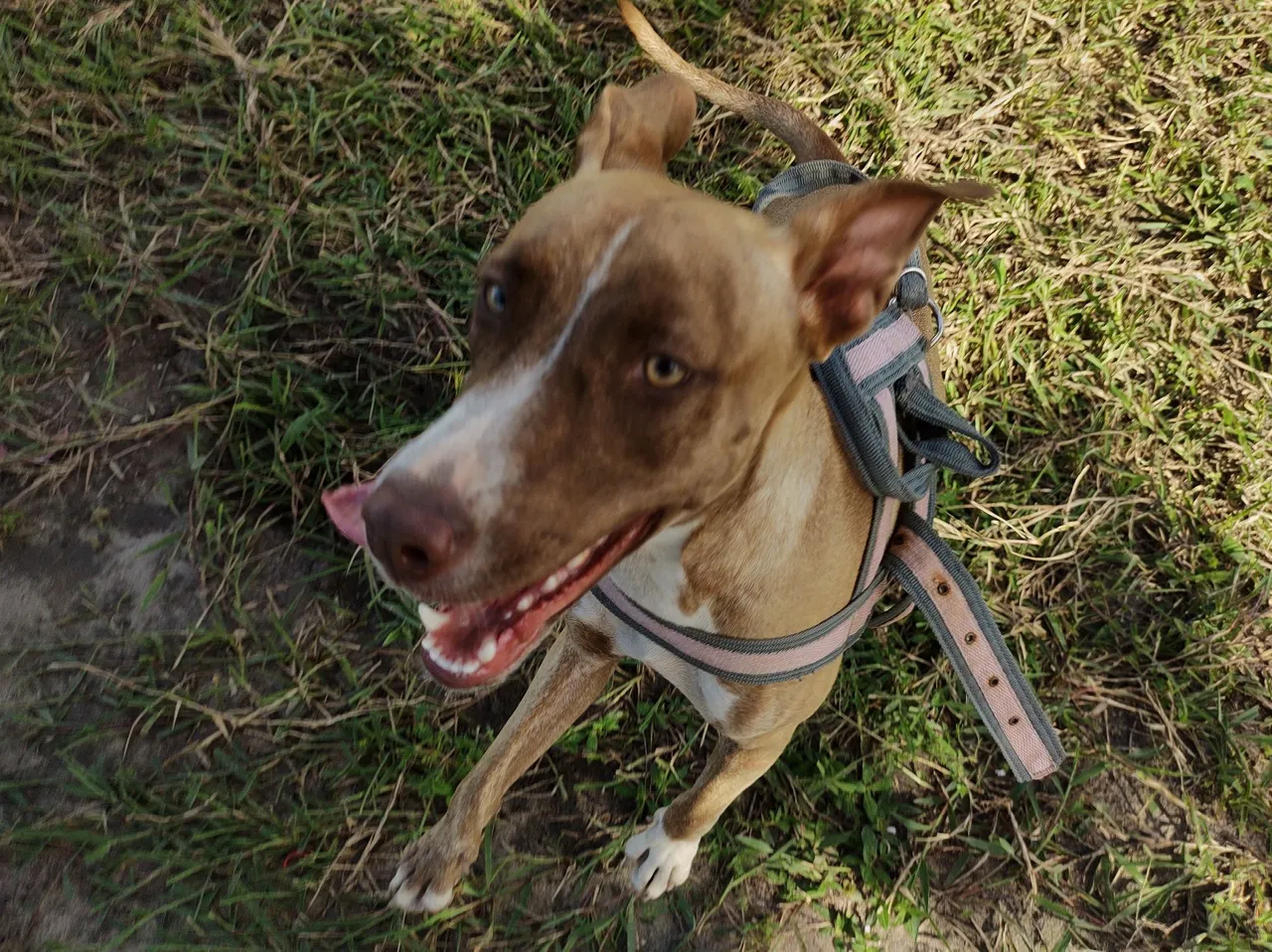 Pitbull raceada adorável e cheio de energia para adoção