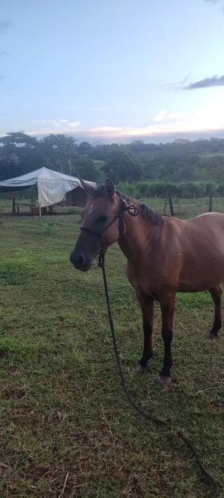 Égua pra criança  - Foto 3