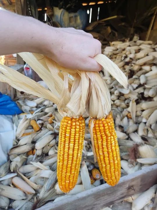 MILHO EM SOCA - Foto 3