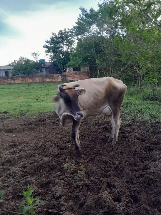 Vendo vaca  - Foto 2