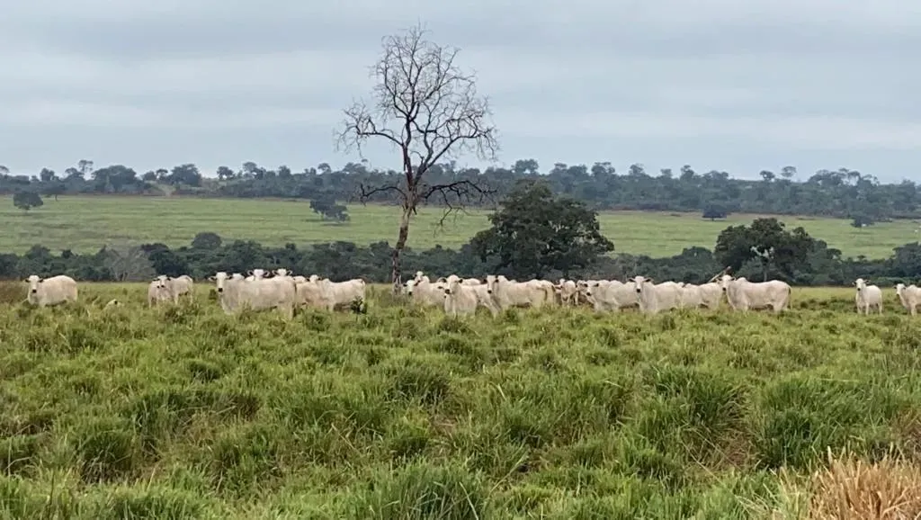 Fazenda a venda Município de GUIRATINGA