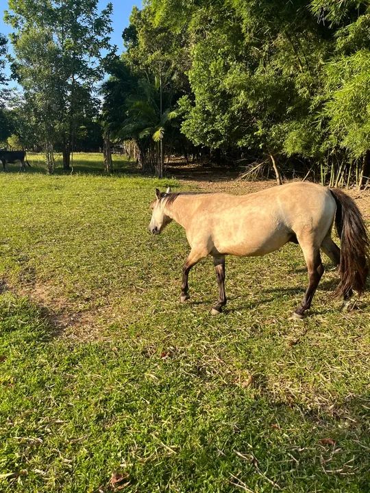 Cavalo crioulo  - Foto 4