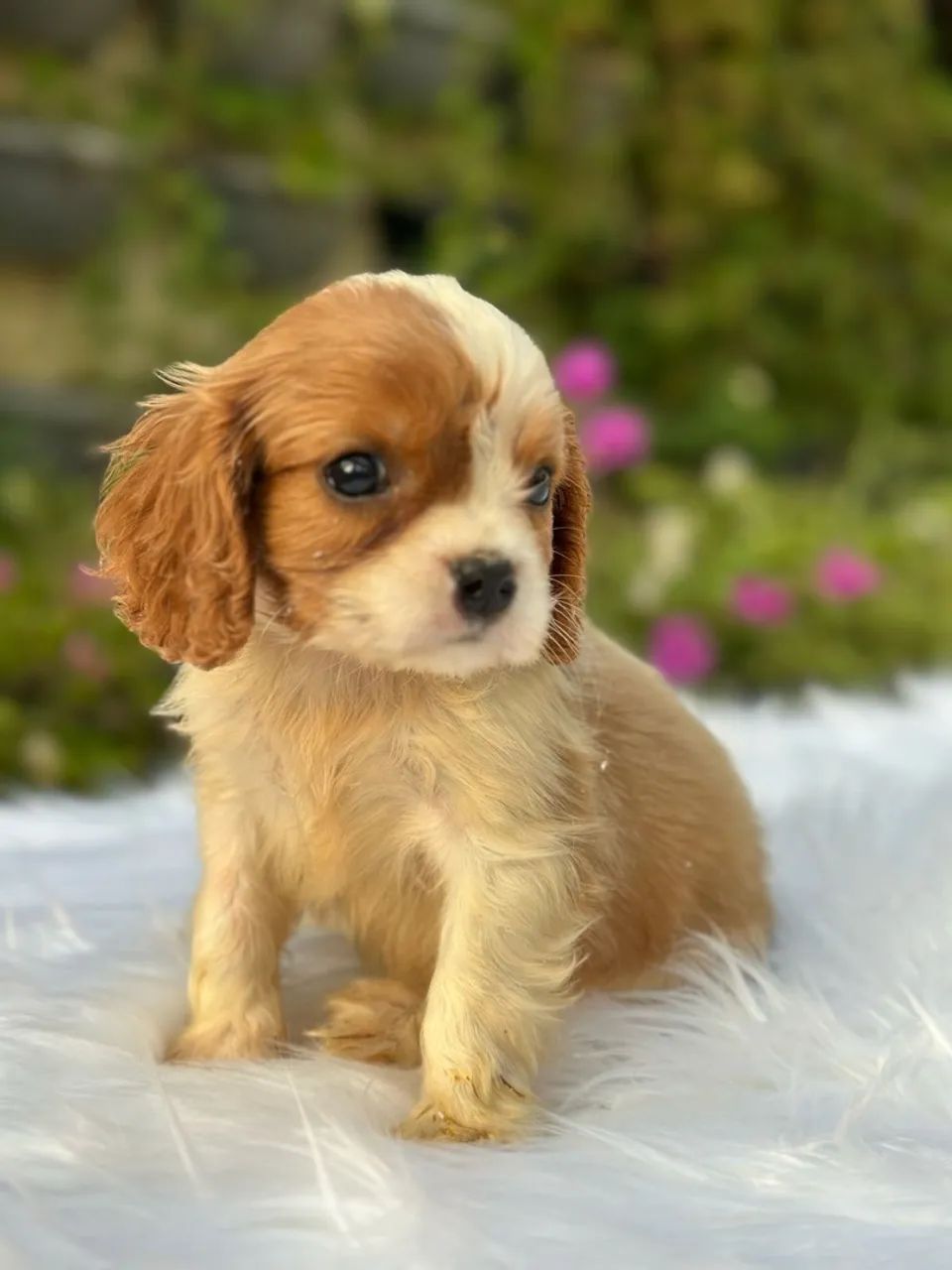 Filhotes de cavalier