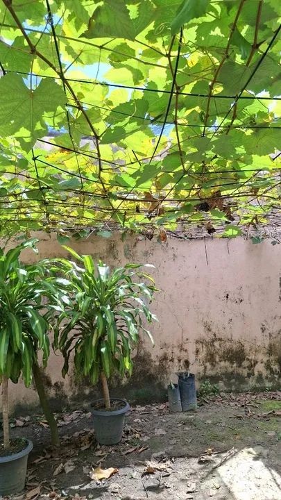 MUDAS JABUTICABA adultas E FRUTÍFERAS - Foto 5