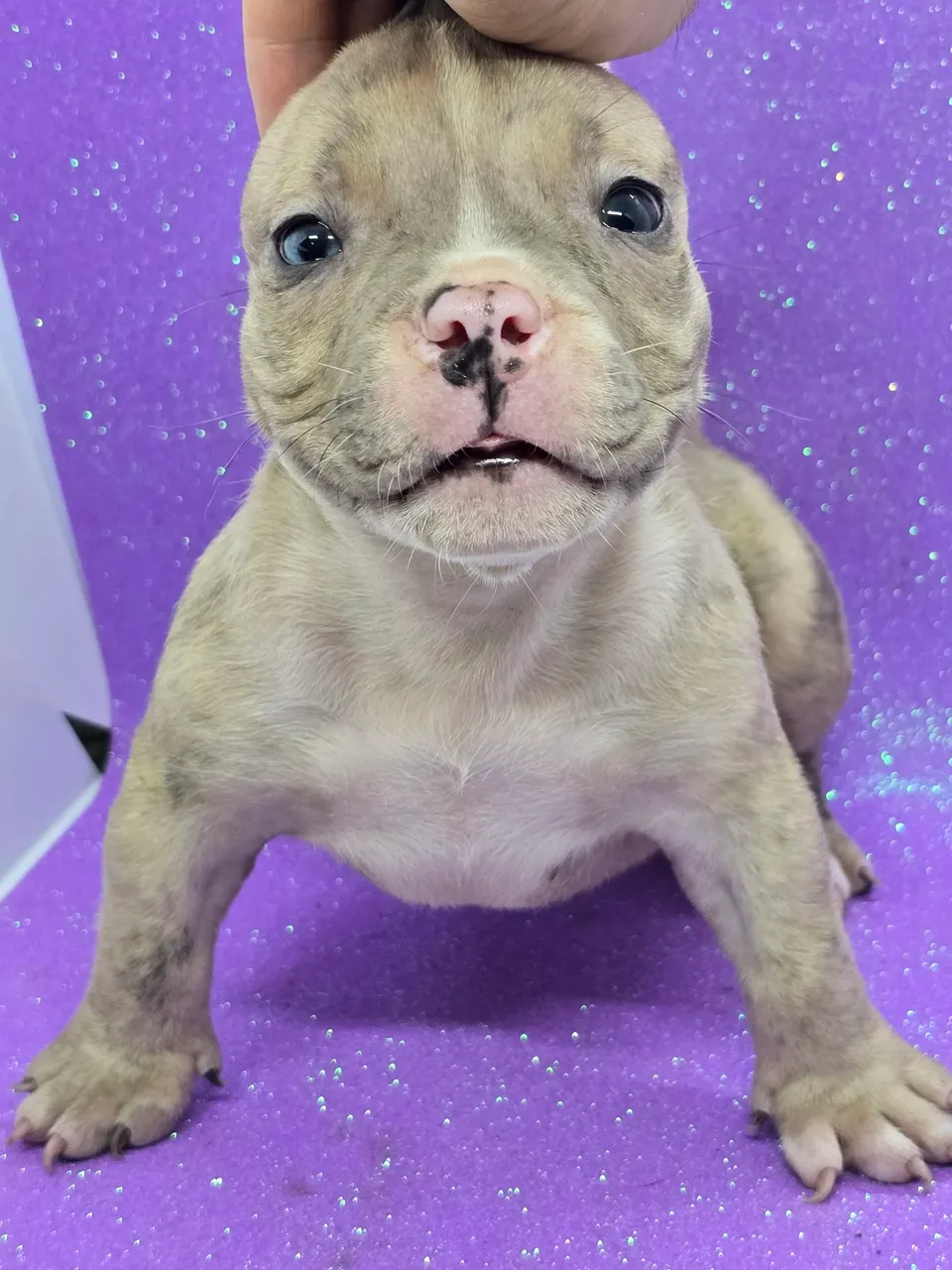 Filhotes de AMERICAN BULLY Poket Pais Com Pedigre. Aceito Cartão 
