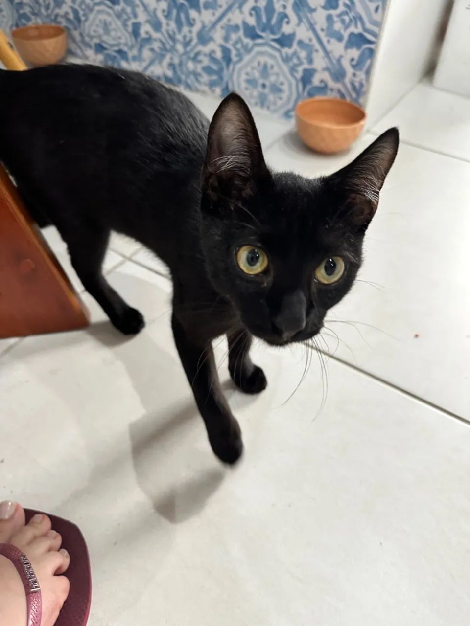 Doação gato preto