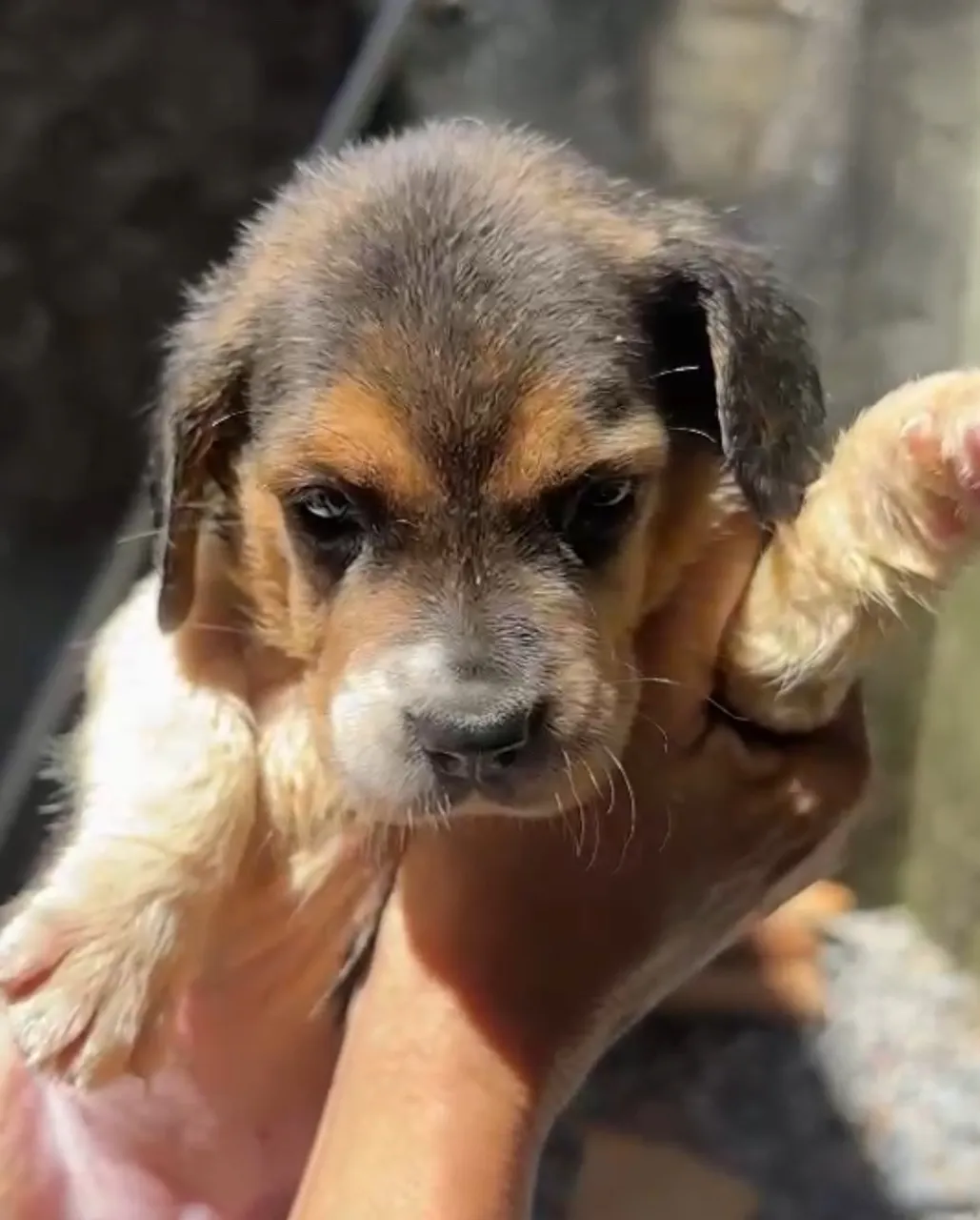 Filhote de Beagle Macho e Femea