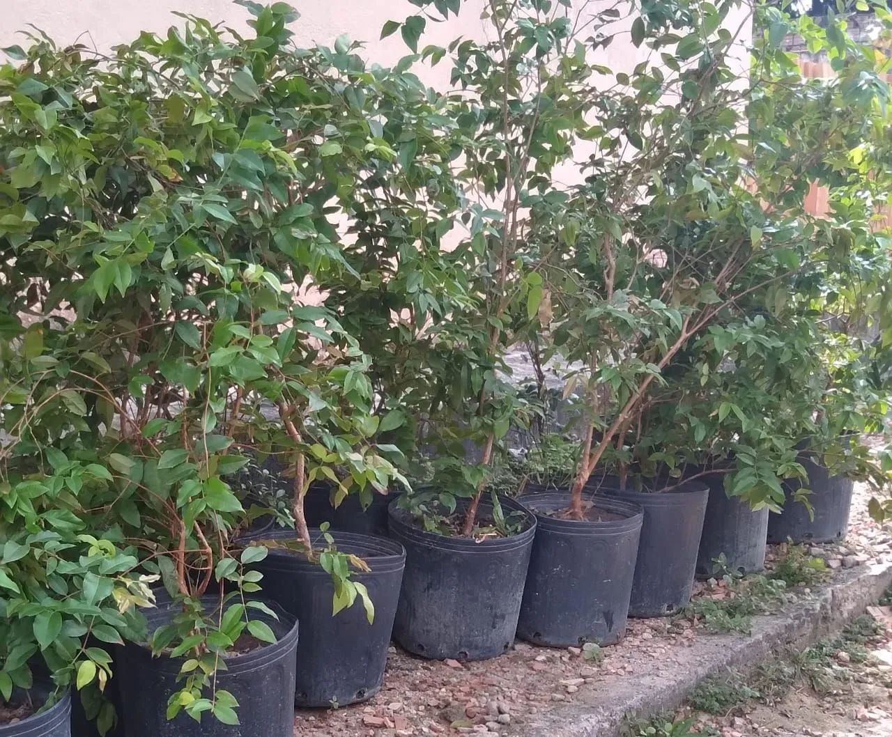 MUDAS JABUTICABA adultas E FRUTÍFERAS - Foto 4