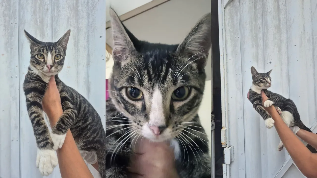 Gatinho lindo e mt dócil disponível pra adoção responsavel