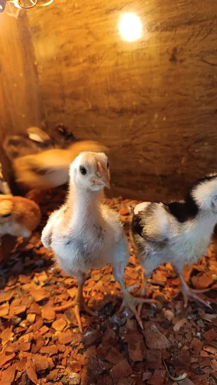 Pintos caipira melhorados, Gsb e Rhode Sland Red