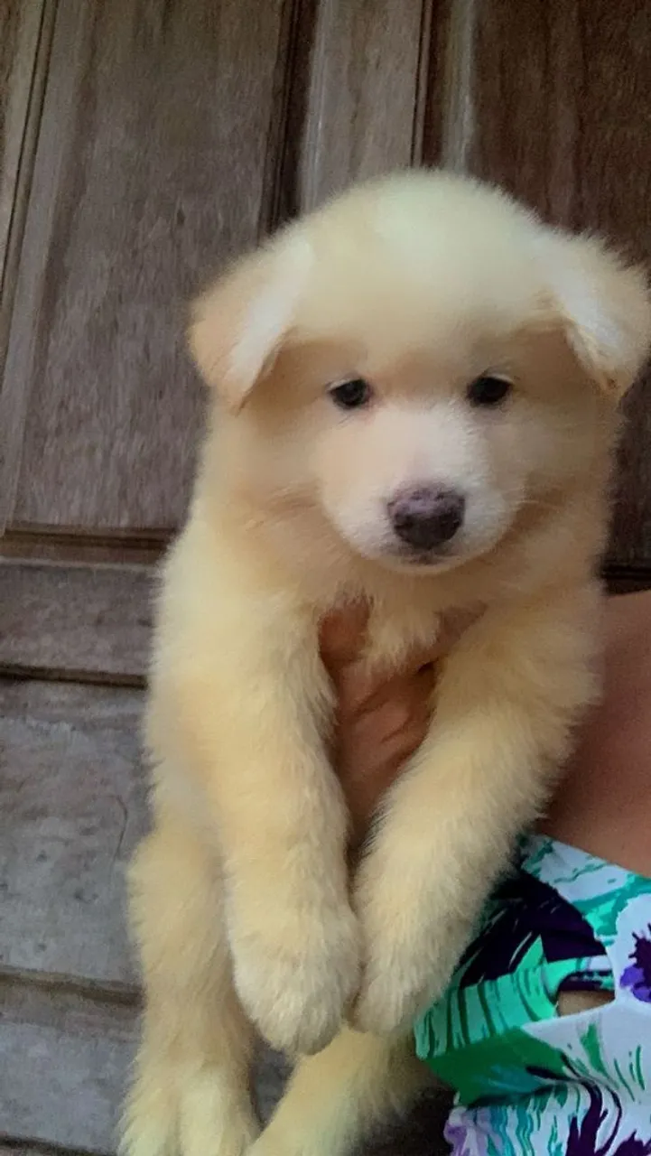 Husky siberiano 