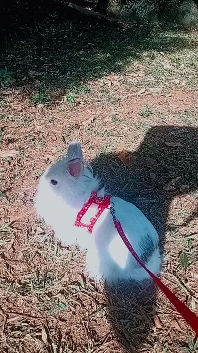 Coelhinho fofinho fêmea para adoção