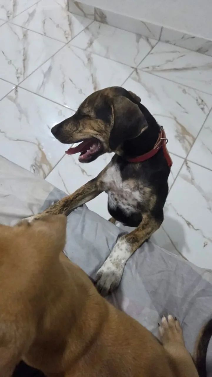 Filhote de cachorro macho  - Foto 5