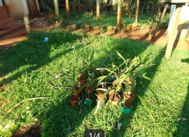 Mudas de guariroba - Foto 2