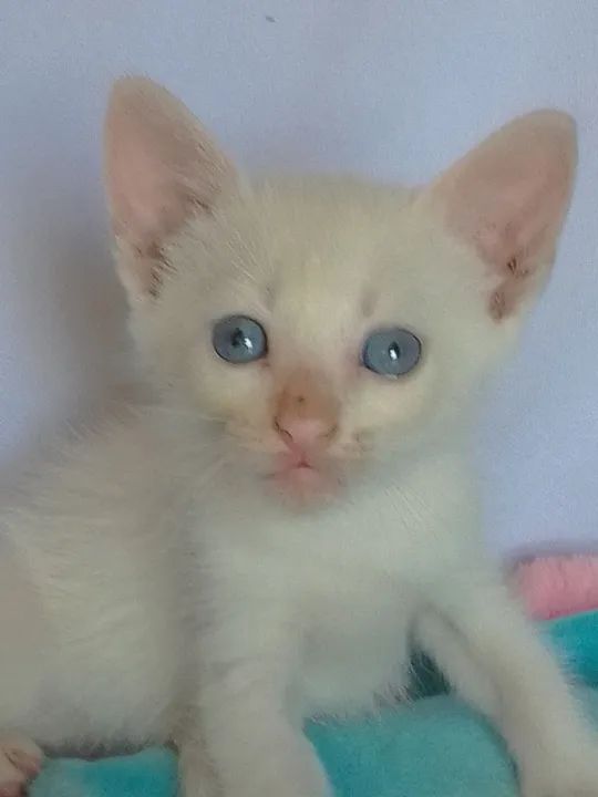 Gato branco com olhos azuis com 40 dias - Foto 2