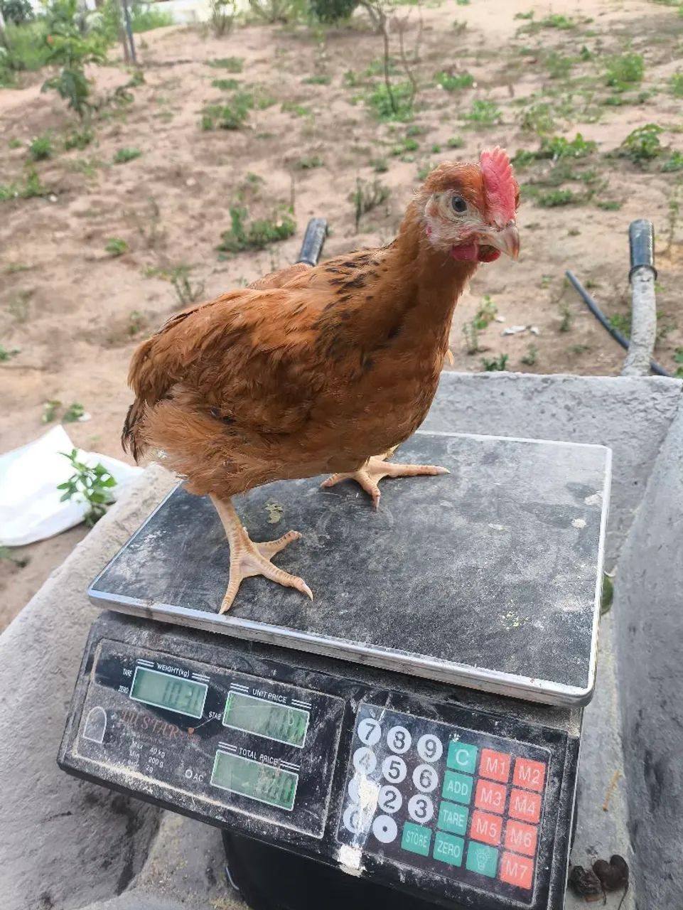 Frango Caipira - Foto 2