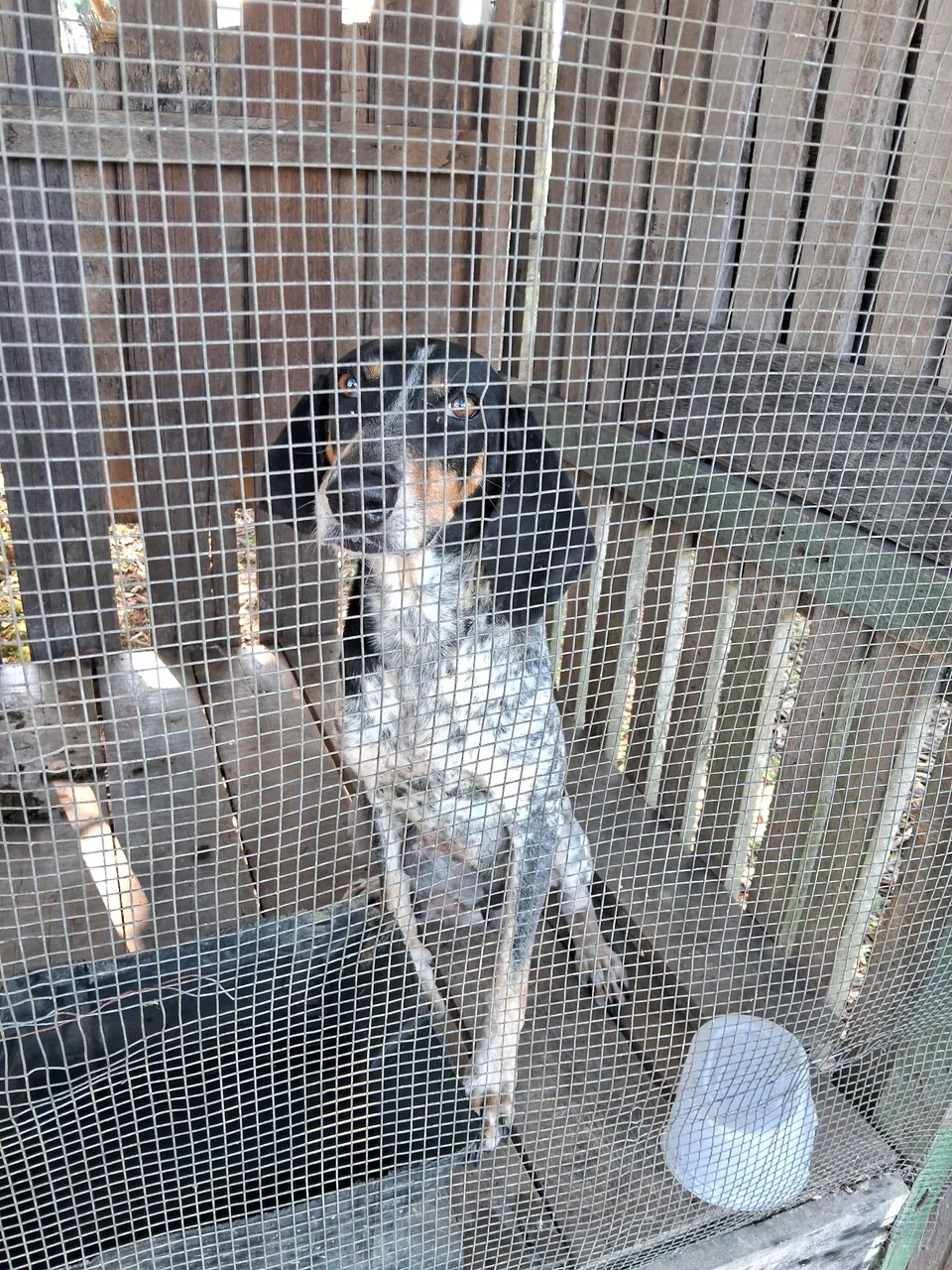 Cachorra disponível para venda