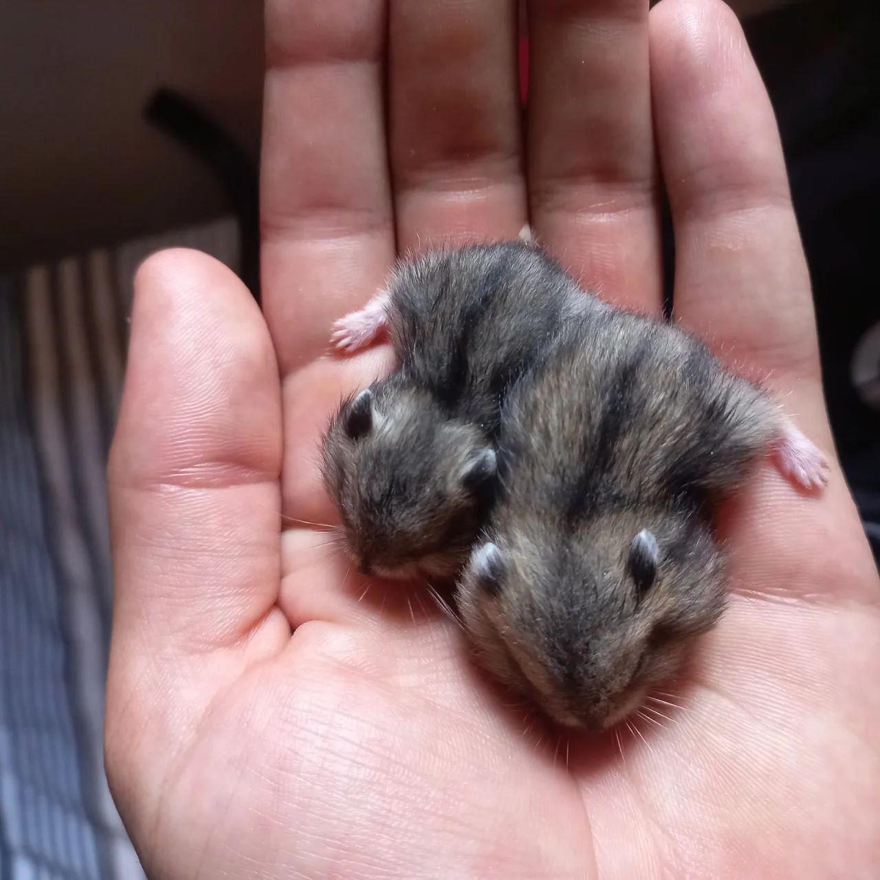 Filhote de hamster super fofo - Foto 3