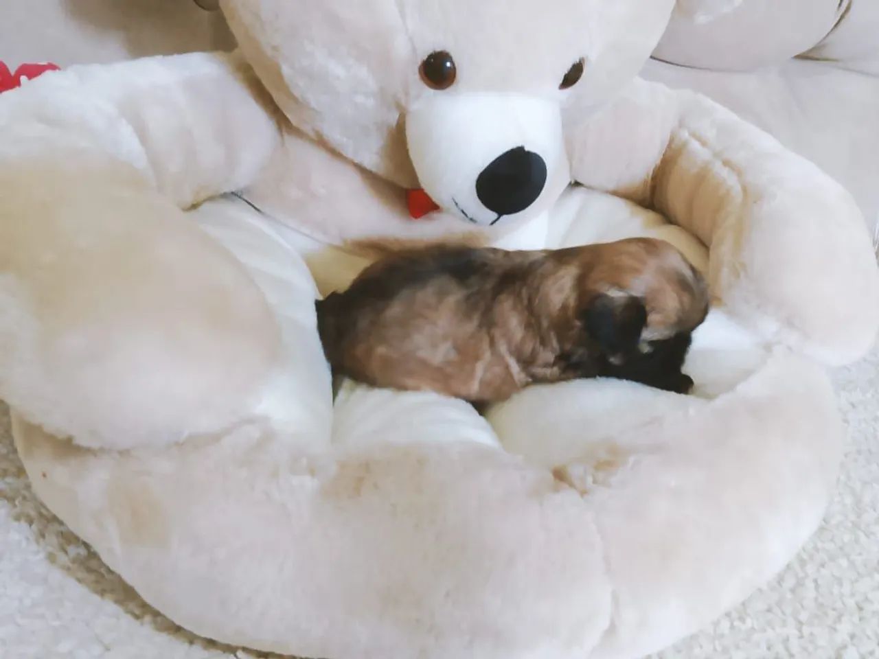 Shitzu macho filhote  - Foto 2