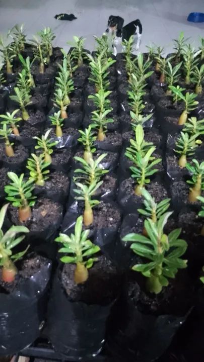 Rosas do deserto  - Foto 4