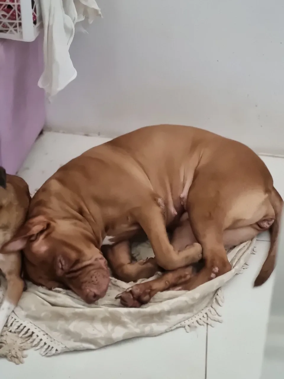 Pitbull fêmea