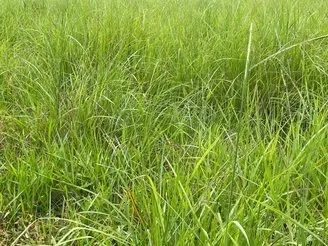 CHÁCARA PRONTA PARA ATIVIDADE AGROPECUÁRIA, PRODUÇÃO E LAZER- ÓTIMA OPORTUNIDADE!