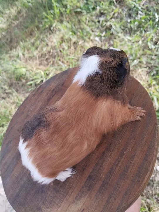 Machinhos de porquinho da índia disponível  - Foto 6