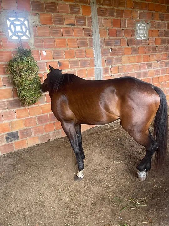 Cavalo Quarto de Milha com Paint Horse - Foto 3