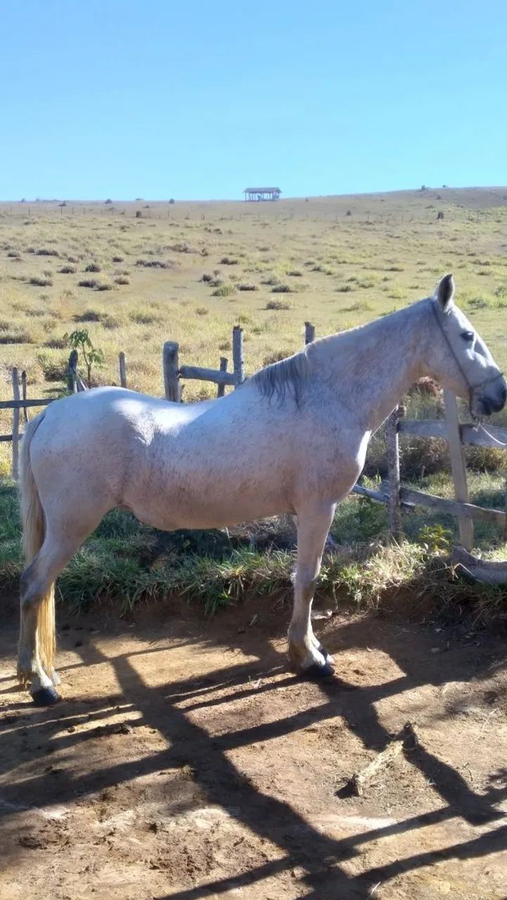 Égua Mangalarga Marchador  - Foto 3