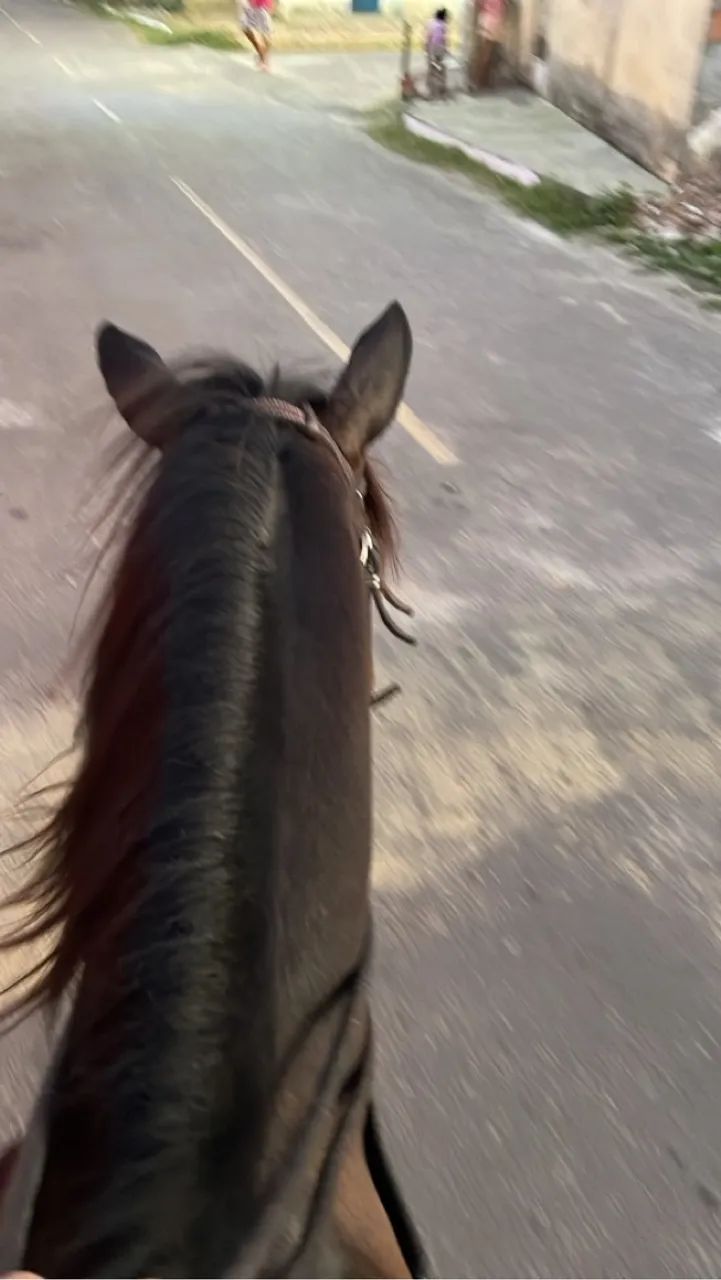 Cavalo Quarto de Milha com Paint Horse para venda - Foto 5