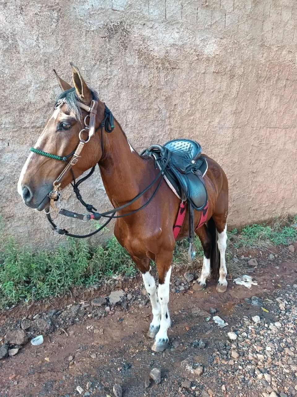 Mangalarga marcha batida  - Foto 6