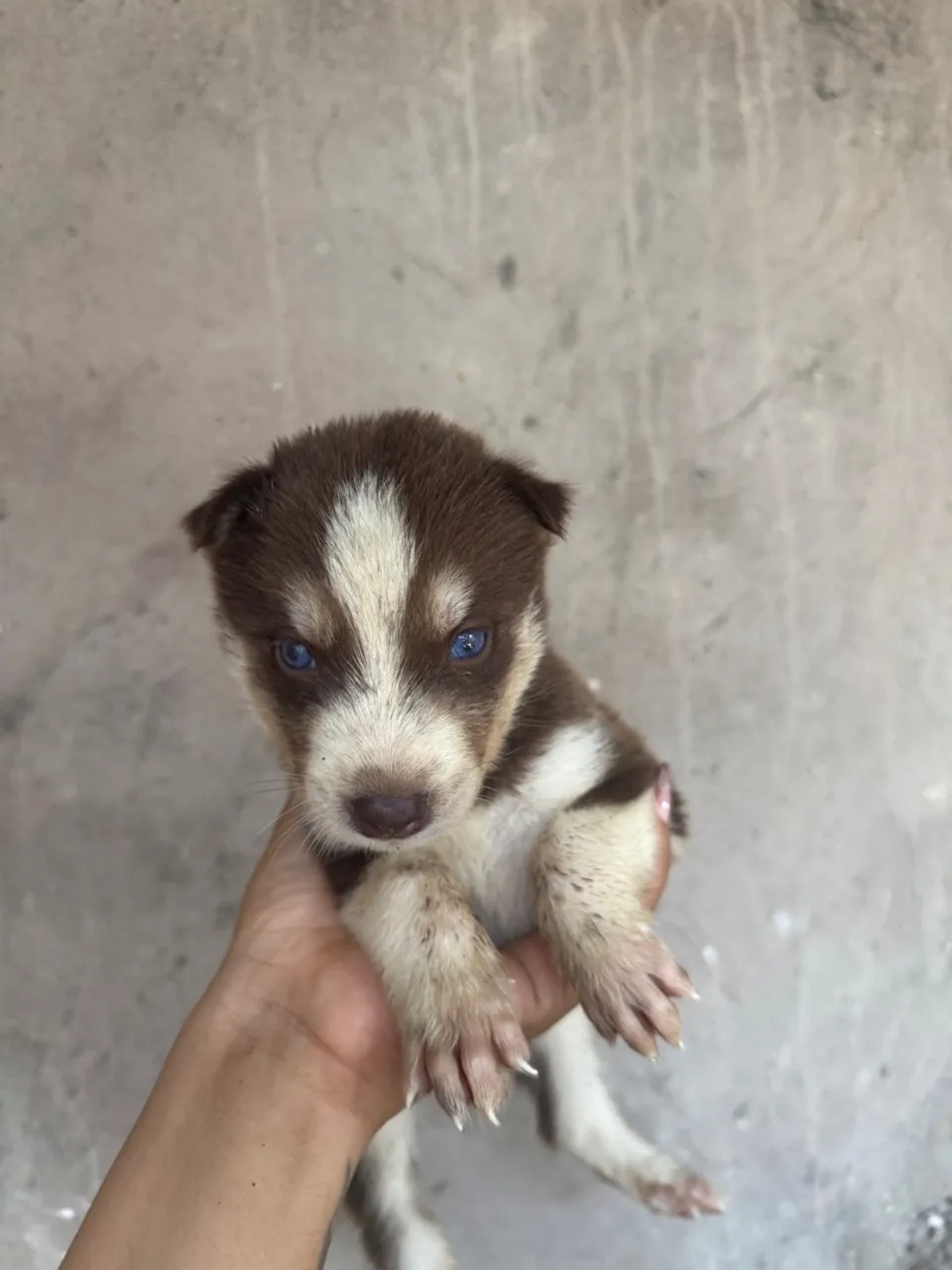 Filhote Husky Siberiano com Olhos Azuis