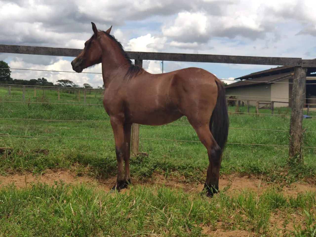 Potro mangalarga machador
