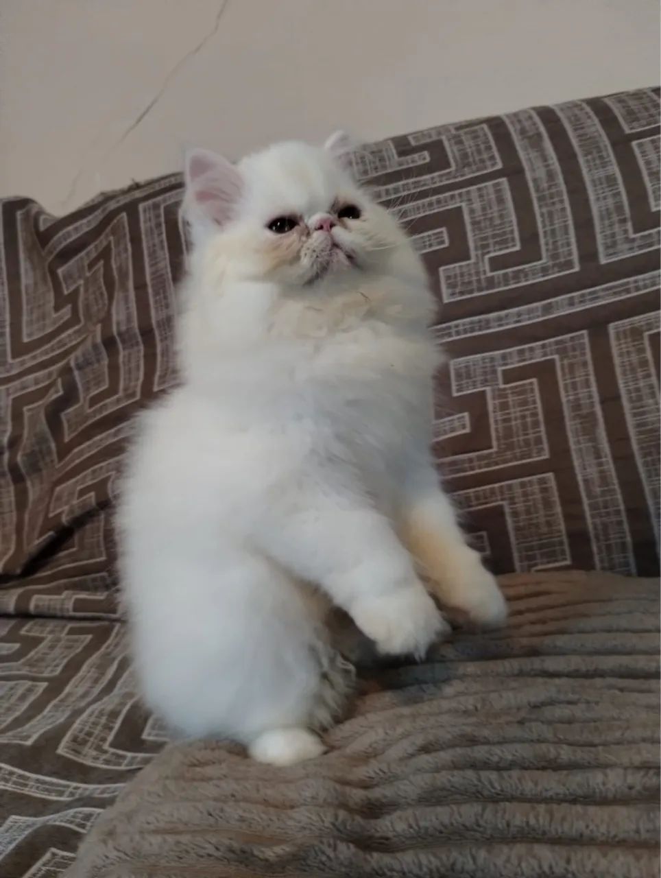 Persa a sua espera  - Foto 5