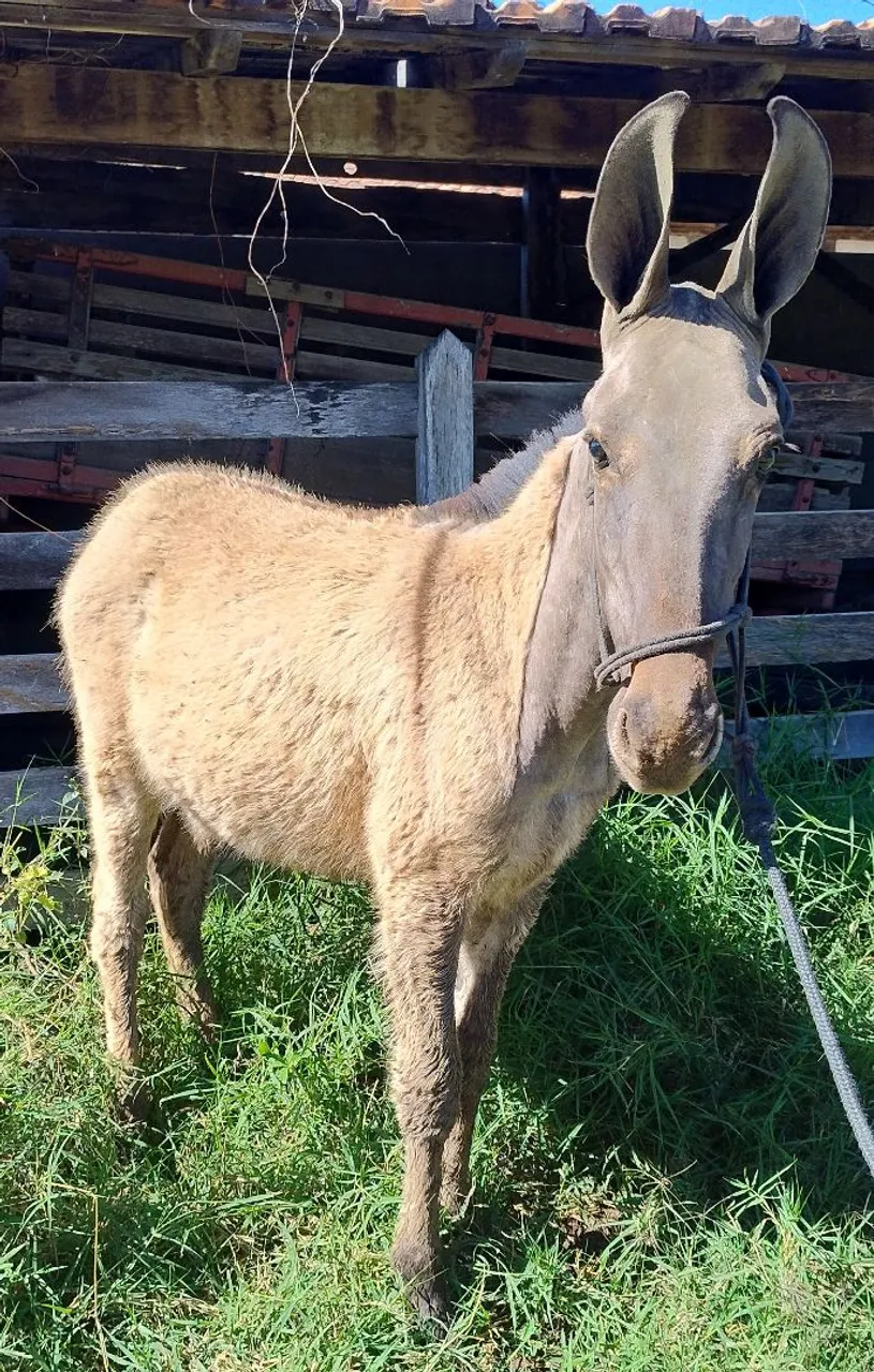 Burro 