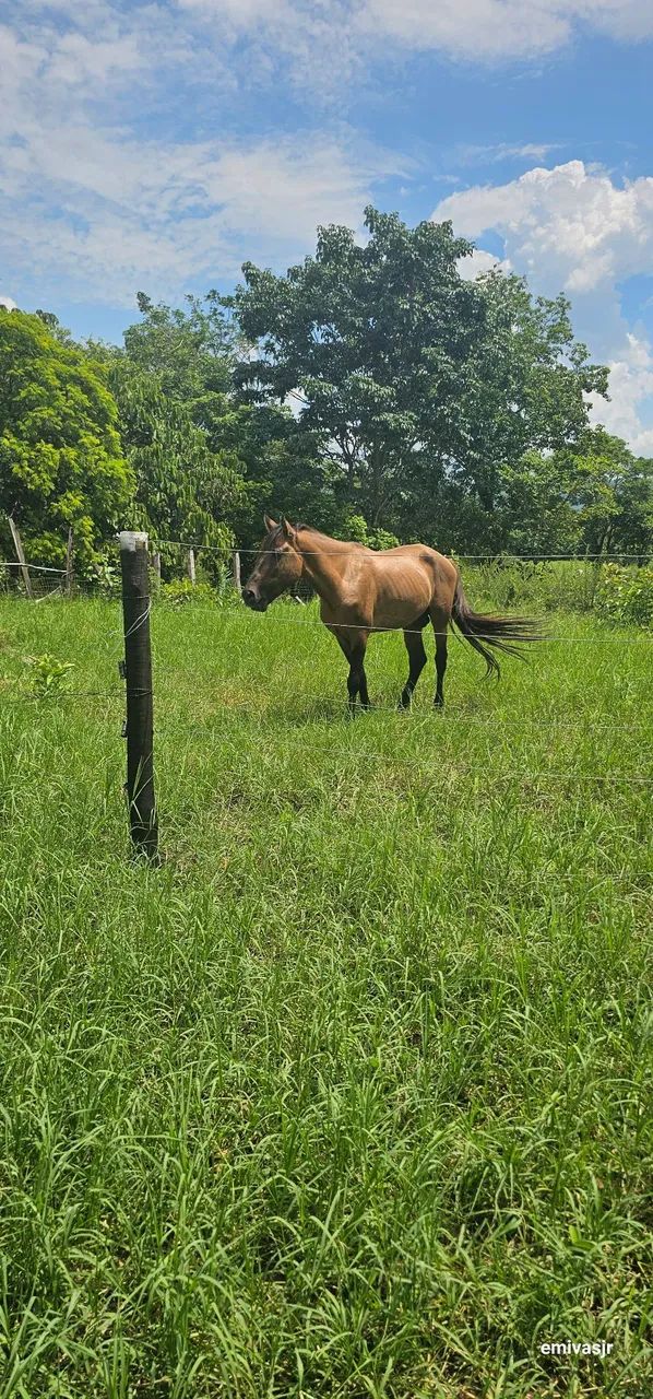 Mangalarga Marchador  - Foto 2