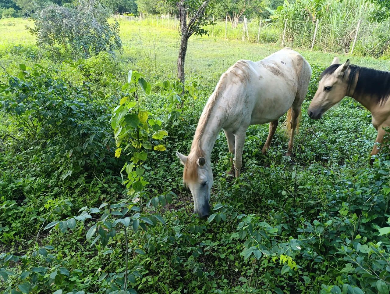 Égua macha picada mansinha 