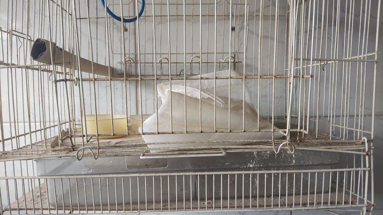 Parakeet Cage64293275638146122