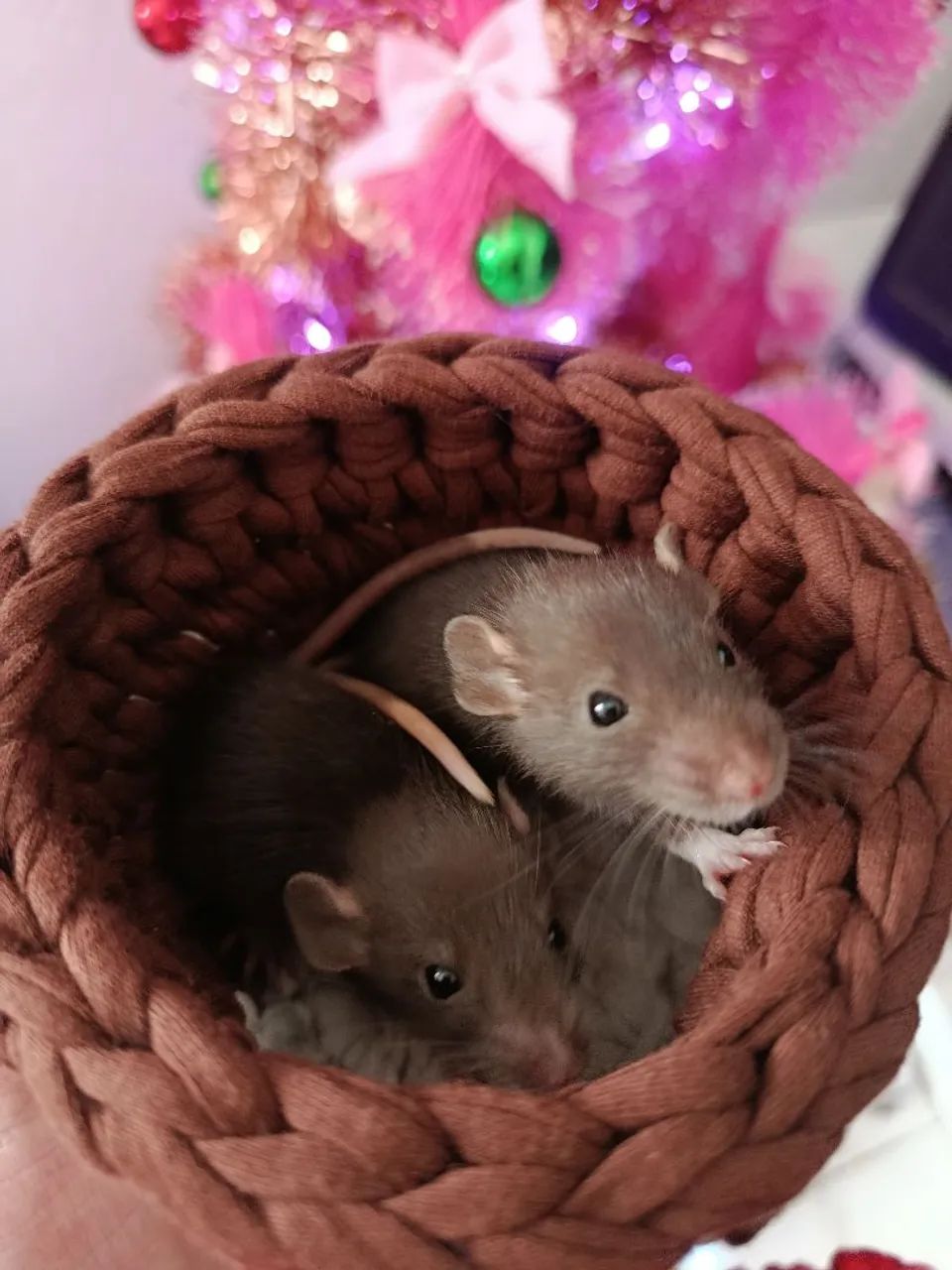 Ratinhos Twister Filhote  - Foto 4