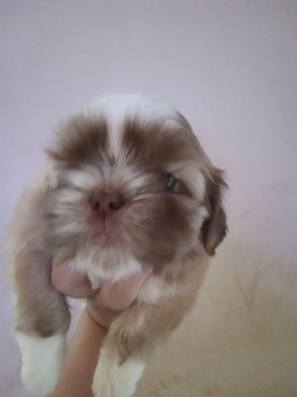 Filhote Shih Tzu fêmea
