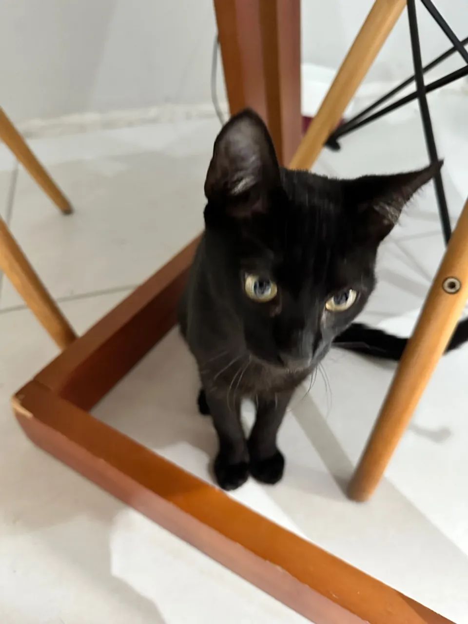 Doação gato preto - Foto 3