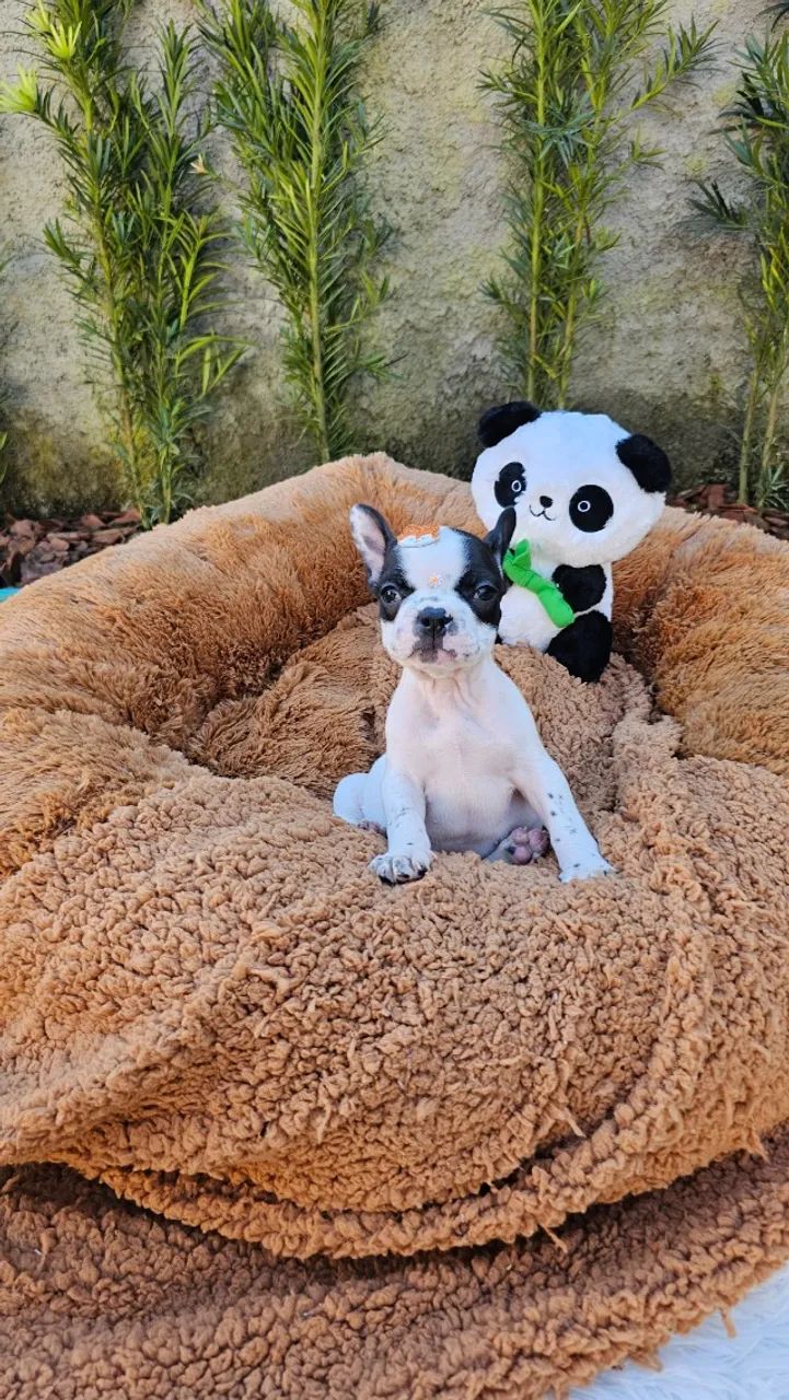Bulldog francês,  macho e fêmea, preto, branco e tigrado. Criação responsável. Em até 12x - Foto 6