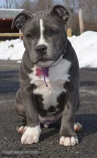 American Bully Filhotes Fofos na Cor Cinza - Foto 3