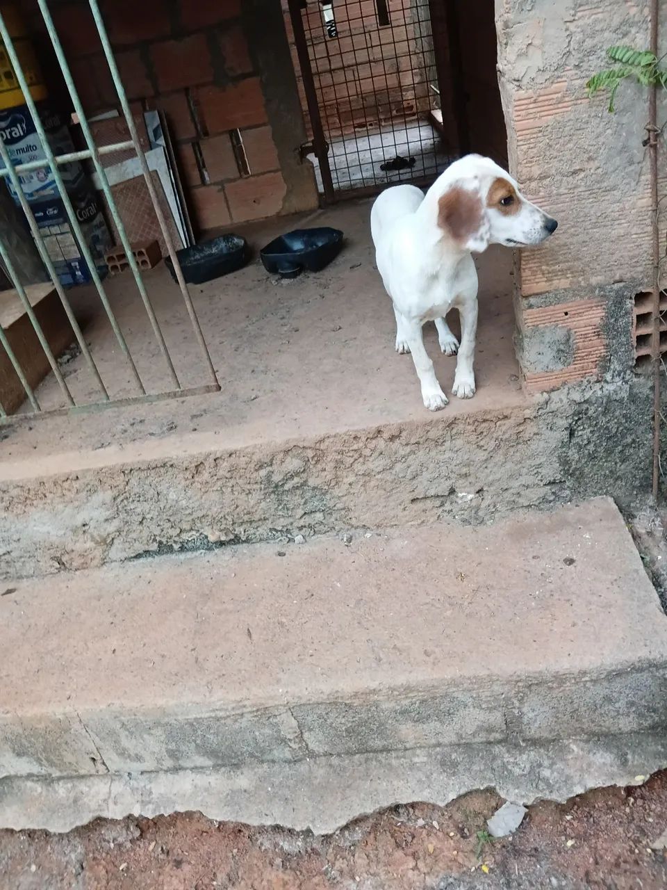 Cachorras - Foto 2