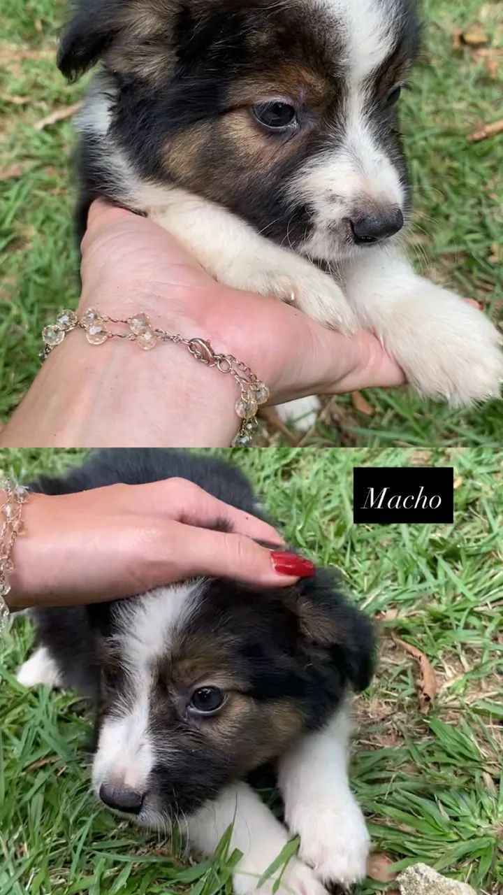 Border Collie - Foto 3