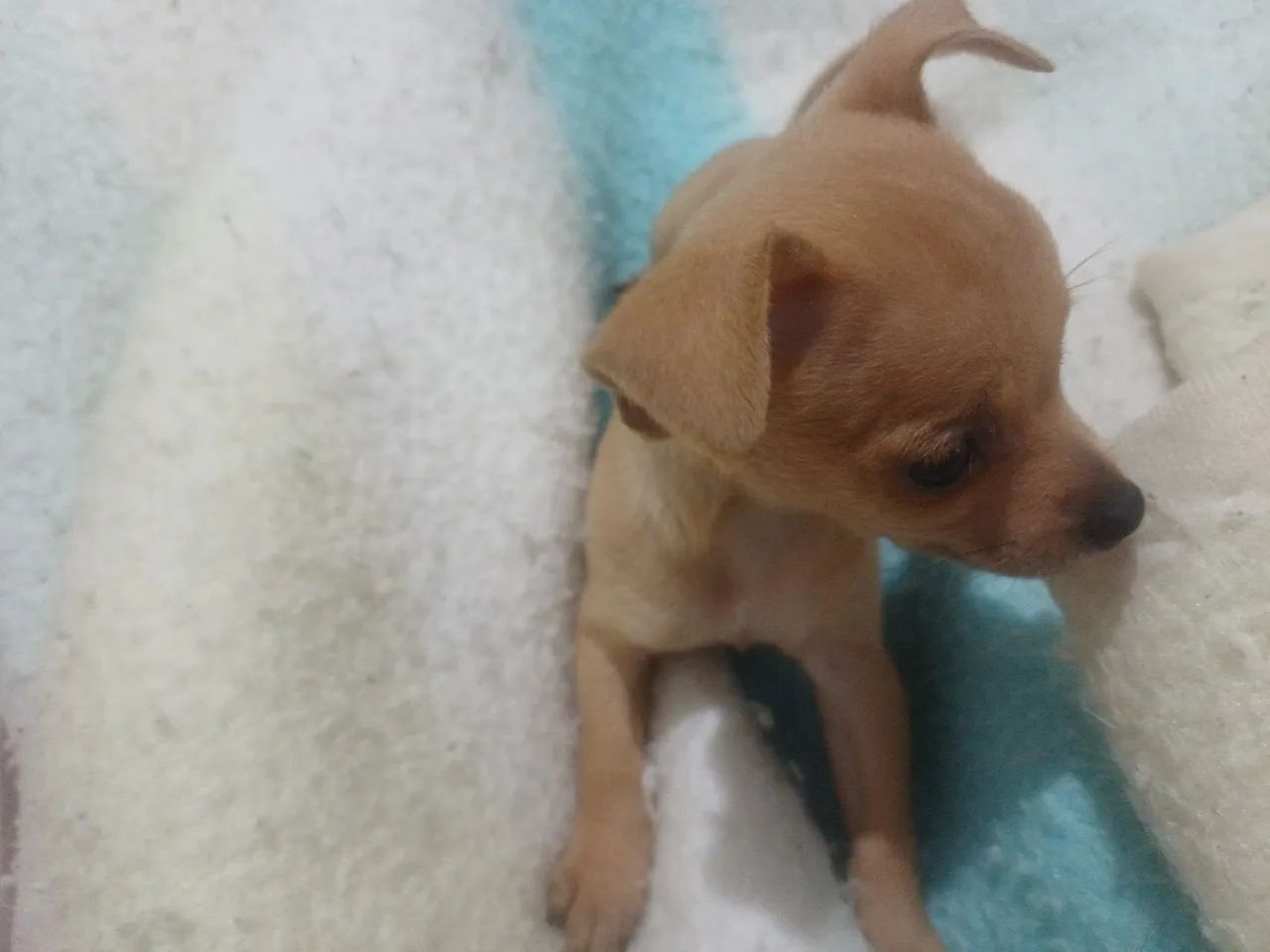 Animais de estimação   - Foto 2