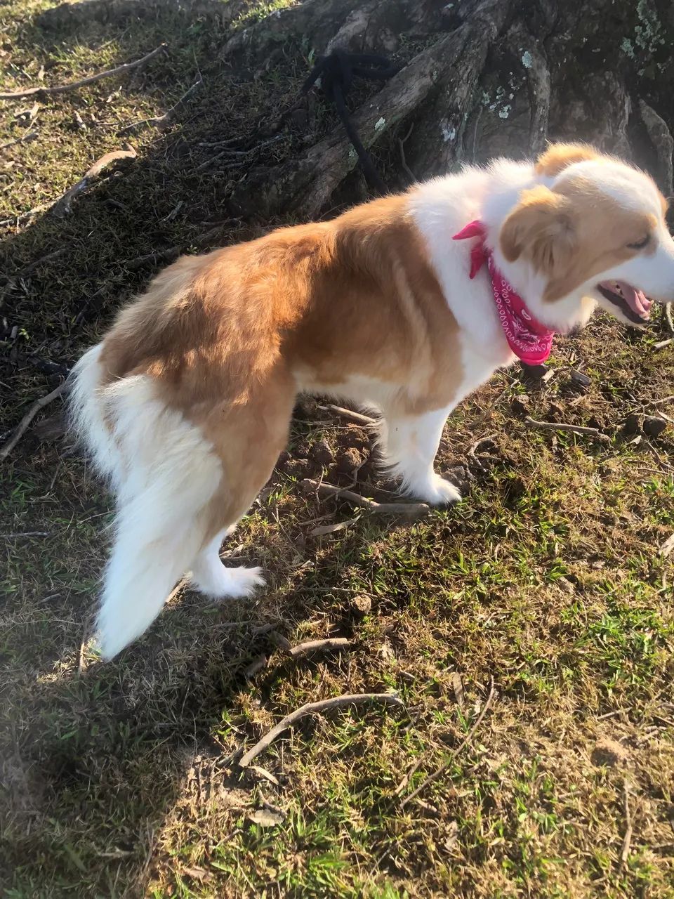 Border collie  - Foto 2