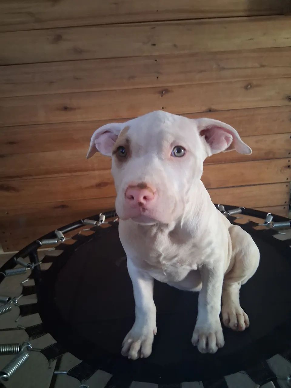  pitbull filhotes DISPONÍVEL 